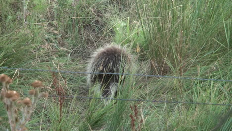 a porcupine crawls through the grass in a field