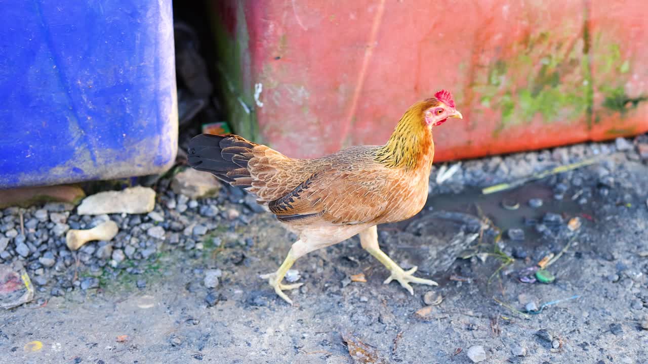 A chicken walks on gravel beside blue and red containers. Bright daylight highlights the scene's vibrant colors and textures