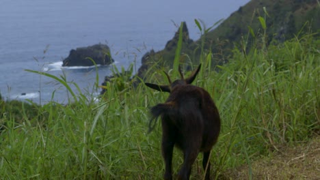 cabra en la isla del pacifico