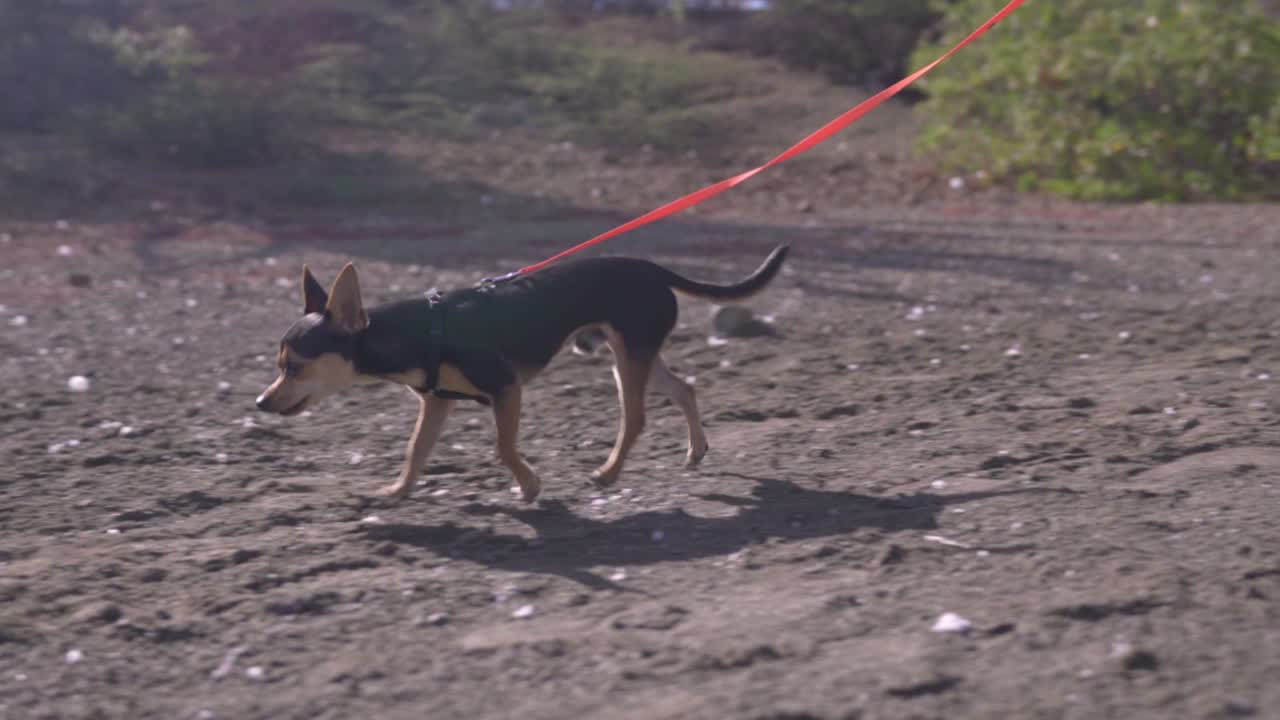 익명의 젊은 여성이 야외 자연 산책로에서 순종적인 치와와를 여유롭게 걷고 있는 클로즈업 샷, 아름다운 아침 큐라소 섬에서 야외에서 시간을 즐기면서 헐떡이는 개