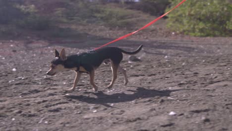 un primer plano de una joven anónima paseando tranquilamente a su obediente chihuahua por un sendero natural al aire libre, el perro jadeando mientras disfruta de su tiempo al aire libre en una hermosa mañana, isla de curazao