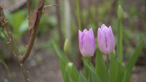 two purple tulips in a garden