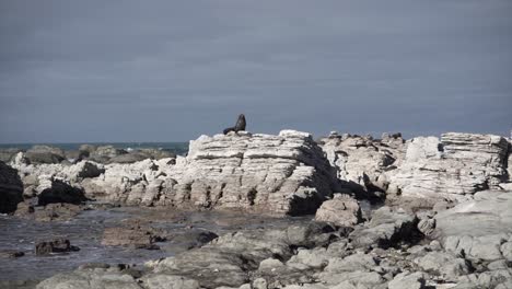seal on rocky coastline