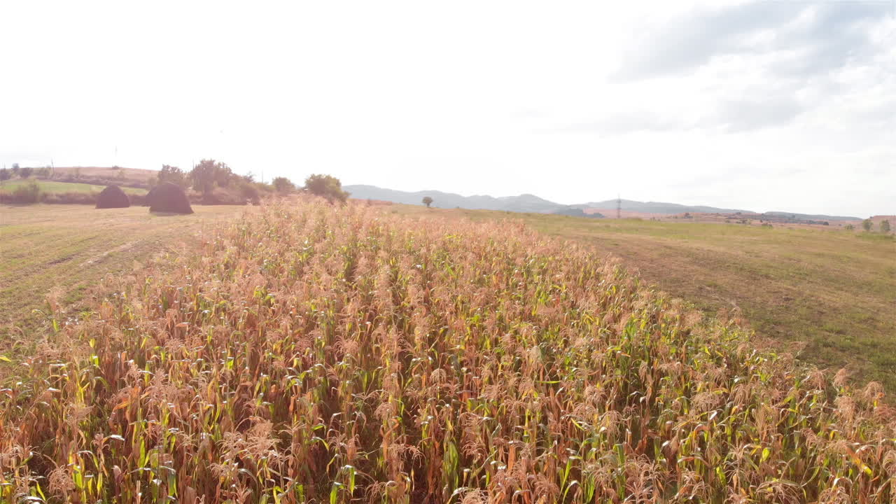 Aerial Footage over Corn Field in the summer