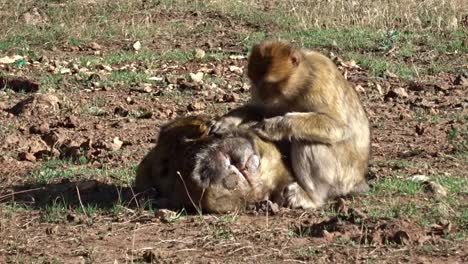 Affe,-Der-Einen-Anderen-Entlaust.-Berberaffen-In-Marokko