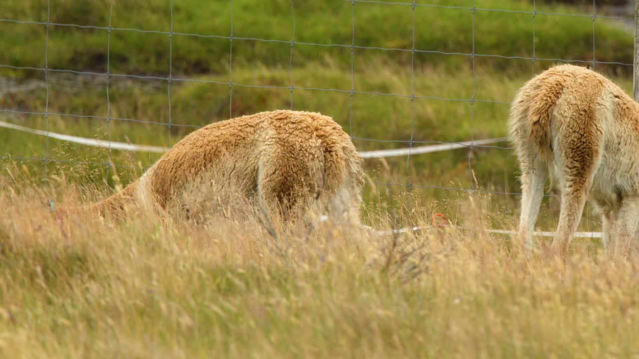 Two vicugnas graze and one lifts its head in a grassy, fenced Scottish Highland enclosure