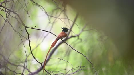 indian paradise flycatcher with hunt in forest