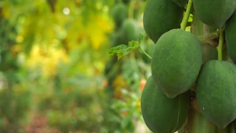 fresh papaya  fruits growing in india 4k clip