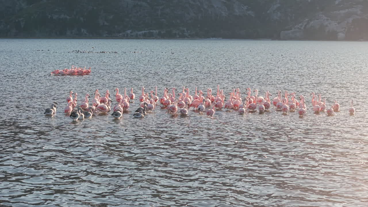 Large group of Chilean flamingos (Phoenicopterus chilensis) gathered on a serene lake in Chubut Province, Patagonia, Argentina, with the Andes Mountains in the distance, camera pan and follow