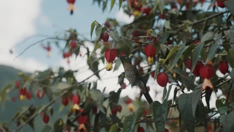 el colibrí de cola de metal tirio se alimenta de las flores de callianthe megapotamica