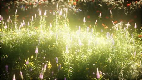 wild flowers in the field