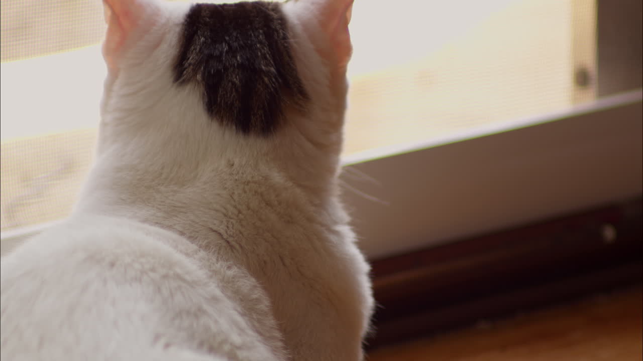 Gatto domestico che guarda fuori dalla finestra