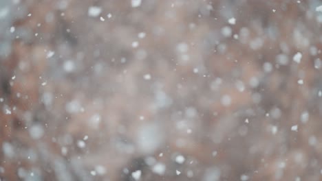 snowflakes dance in a snowstorm, seen in a close-up shot with a tree of withered leaves in the background