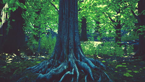 a view of a forest