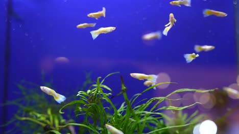 pez guppy en un acuario