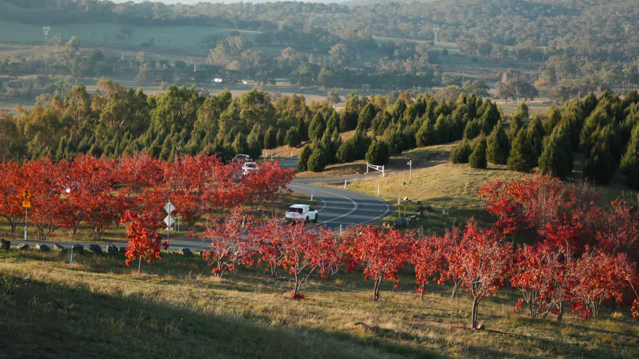 A winding road lined with vibrant autumn trees, with a couple of cars driving up, showcasing the seasonal beauty of Canberra’s landscapes.