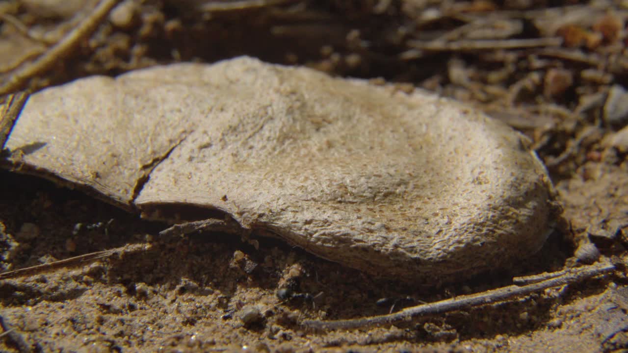 Ants foraging in the undergrowth
