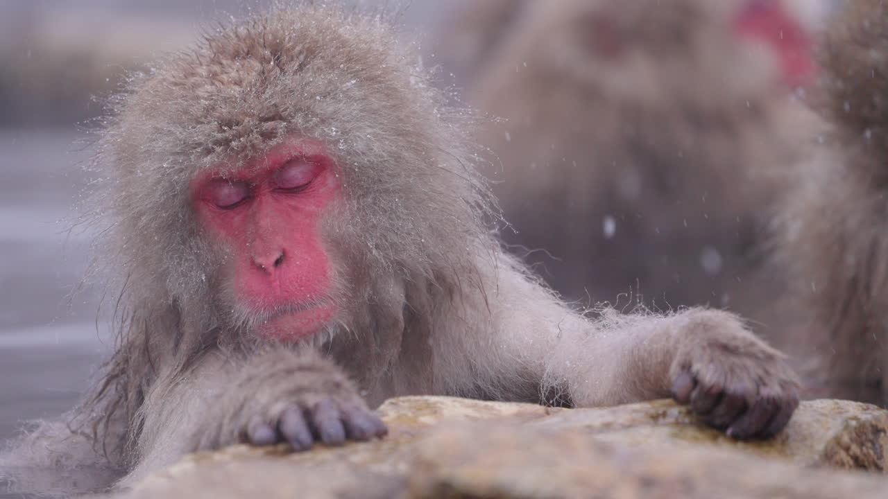 A snow monkey, also known as a Japanese macaque, rests on the edge of a hot spring at Jigokudani. Its eyes are closed while resting in peacefully. Filmed in slow motion
