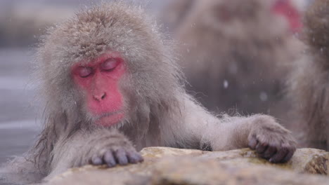 a snow monkey, also known as a japanese macaque, rests on the edge of a hot spring at jigokudani. its eyes are closed while resting in peacefully. filmed in slow motion