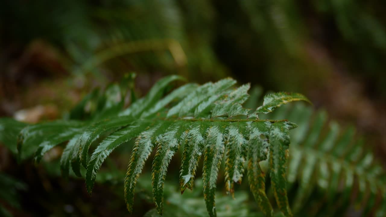 Foglia di felce bagnata nella foresta dell'Oregon