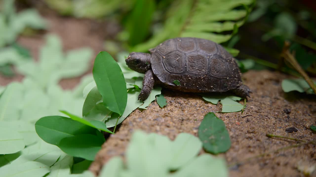 Video of incredible baby Tortoise from a botanical garden in Victoria on Mahe island in Seychelles