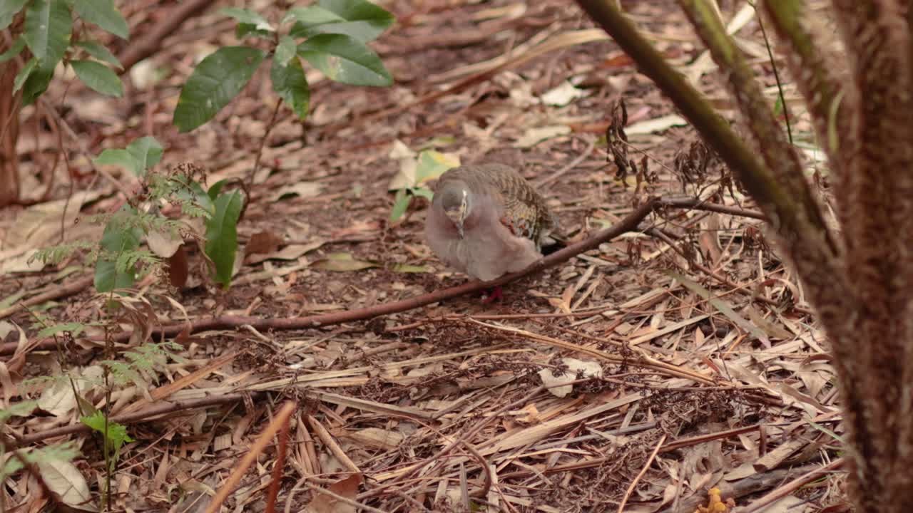 palomas que se alimentan en el suelo del bosque en melbourne