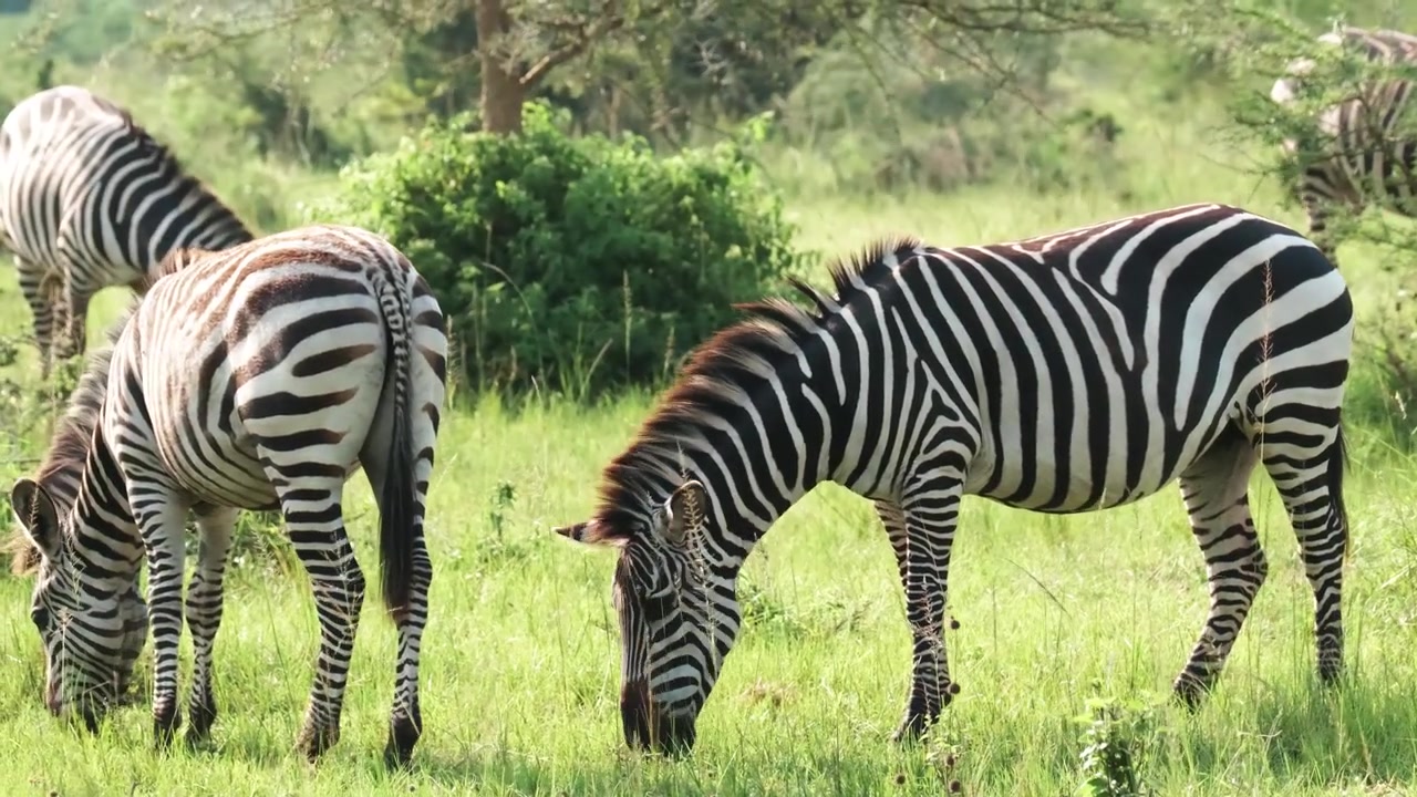 Mandria di zebre comuni che pascolano su un prato verde nel Parco Nazionale del Lago Mburo in Uganda. Prospettiva da veicolo in movimento