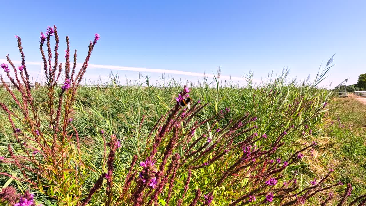 las abejas polinizan vibrantes flores sueltas en el campo