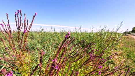 bee pollinating vibrant loosestrife flowers in field