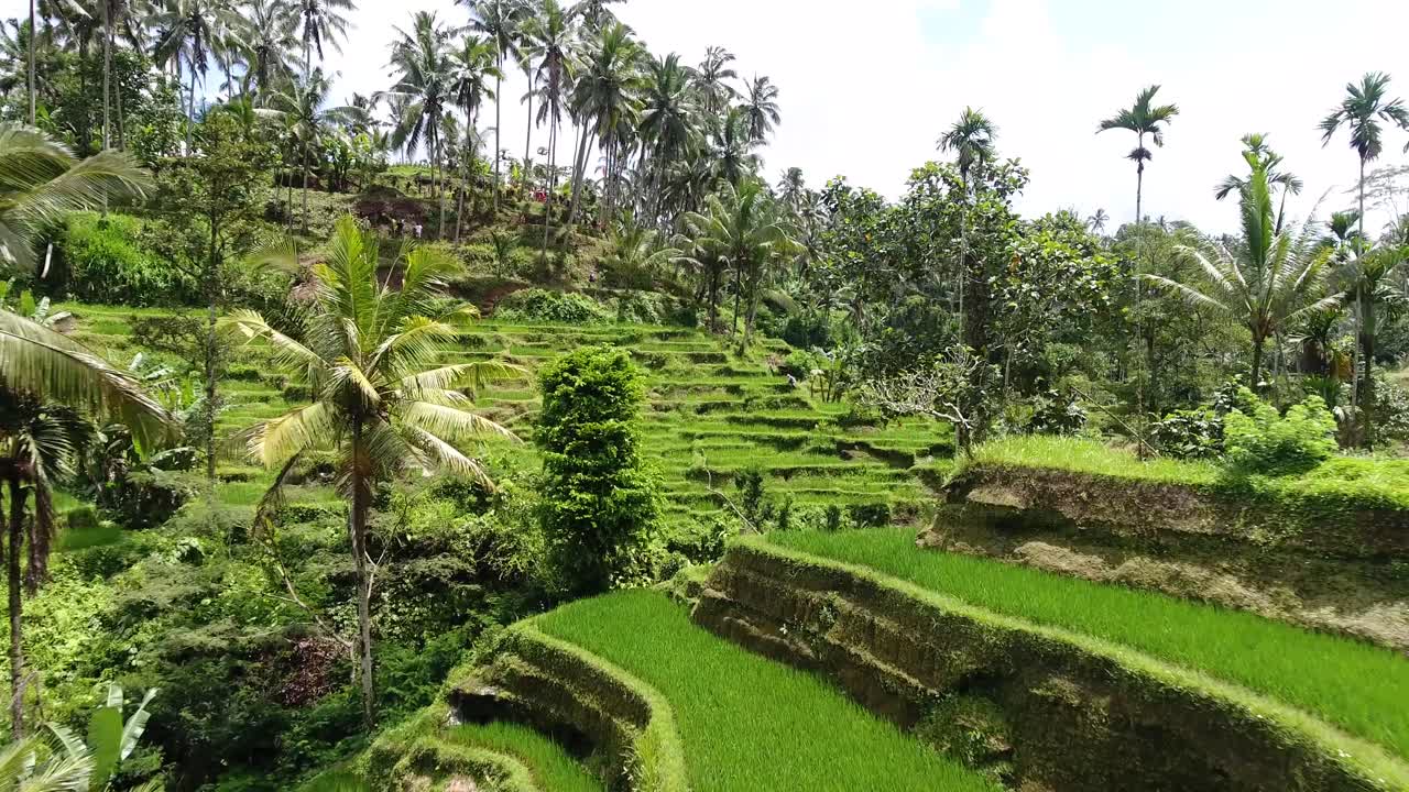 tiro de drone bajo de un valle con terrazas de arroz en ubud en bali, indonesia