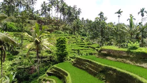 low drone shot of a valley with rice terraces in ubud on bali, indonesia