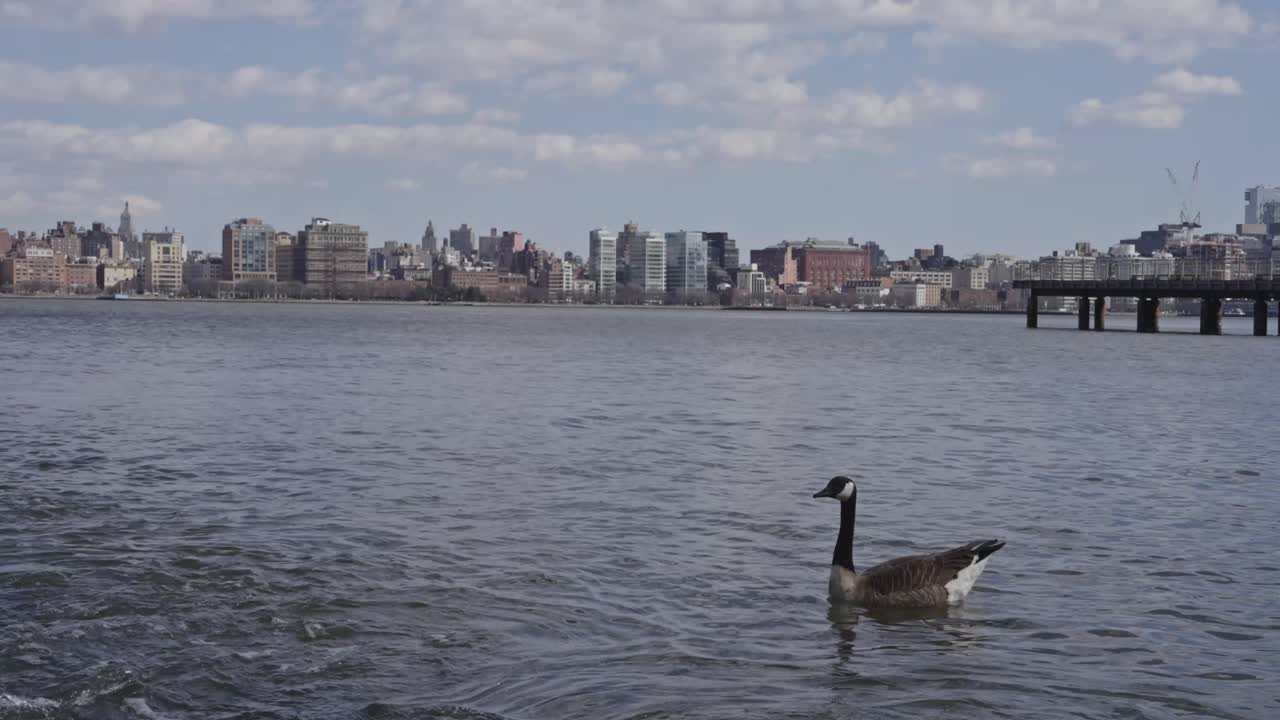 A Canada goose glides across the Hudson River with New York City’s skyline and piers visible in the distance under a partly cloudy sky