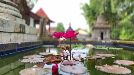 pink lotus flowers on a small pond next to a buddhist temple