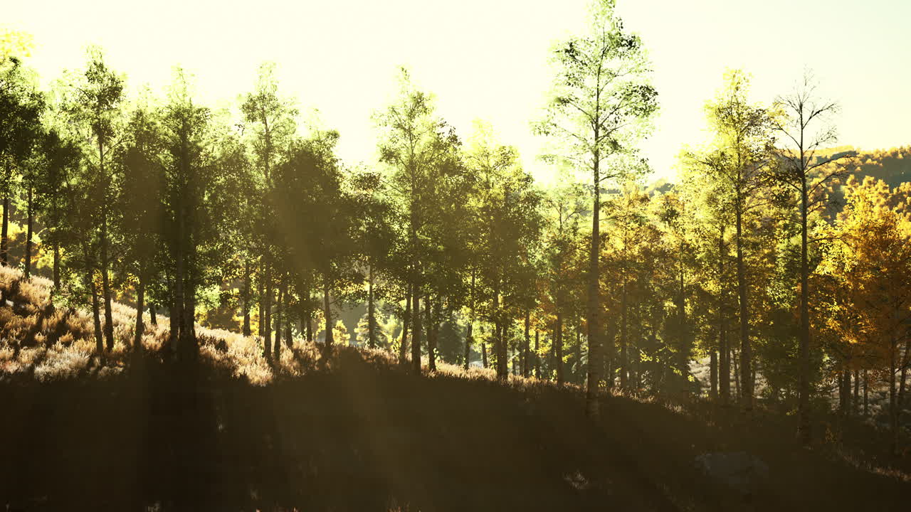 paisaje de verano en las montañas