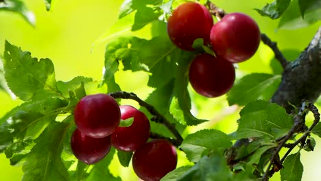 Pequeñas-Ciruelas-Maduras-En-Ramas-De-Cerca-Con-Buena-Iluminación