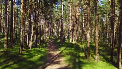 Wild-pine-forest-with-green-moss-under-the-trees,-slow-aerial-shot-moving-low-between-trees-on-a-sunny-and-calm-spring-day,-pathway,-wide-angle-drone-view-moving-forward