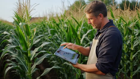farmer uses tablet for crop monitoring in a corn field