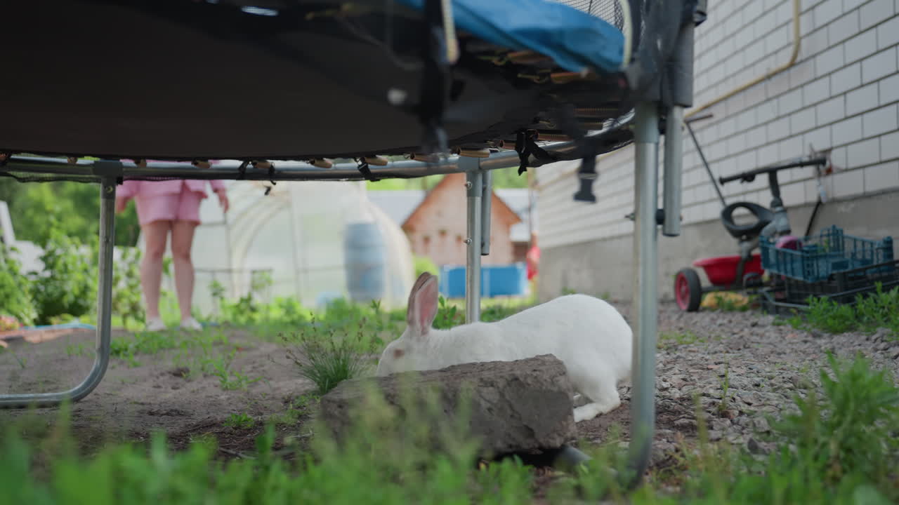 Bunny Explores Near Garden Equipment, Small Hare Scours Under Bright Daylight Outdoors, Rabbit Searches Near Trampoline While Gardener Tends To Plants In Background Greenhouse And Gravel Pathway