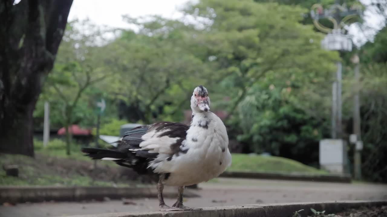Super slow motion shot of duck waddling