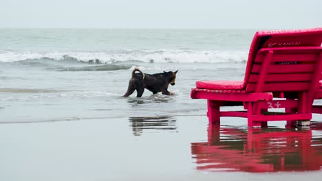 Perro-Local-Disfruta-Refrescándose-En-La-Playa-De-Kuakata,-Bangladesh,-La-Bahía-De-Bengala