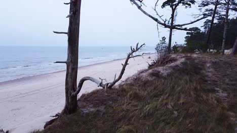 aerial view of baltic sea coastline at bernati beach in latvia, flying forward through coastal pines over the white sand beach, sea erosion affected coastline, wide angle revealing drone shot