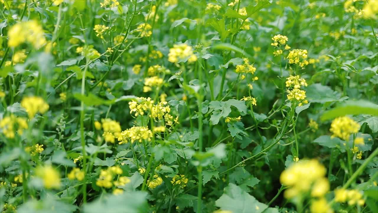 Mustard flowers. Mustard &ndash; mystical flower of happiness and health.