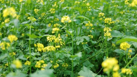 Senfblüten.-Senf-–-Mystische-Blume-Des-Glücks-Und-Der-Gesundheit.