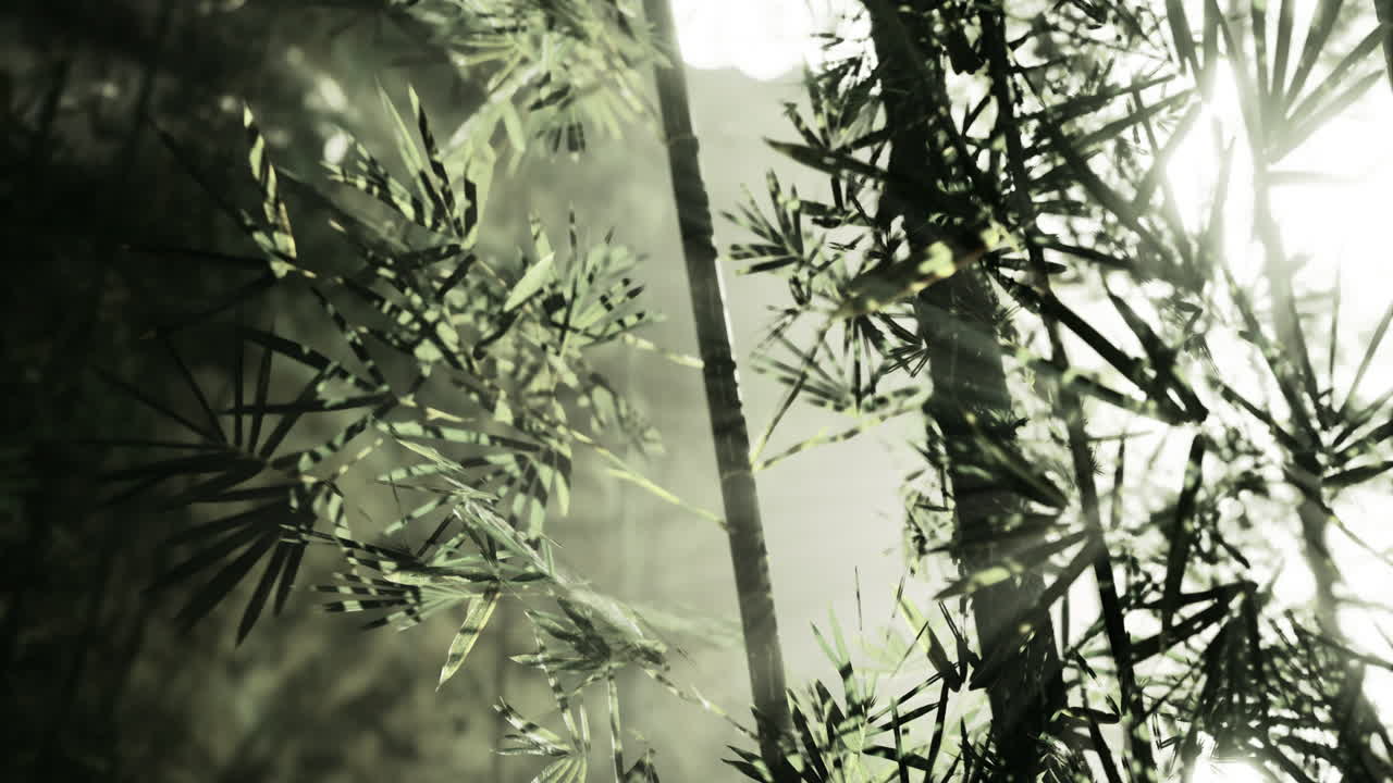 Sunlight filtering through bamboo forest creates a tranquil atmosphere