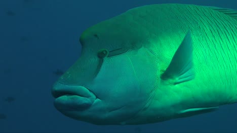 big napoleon wrasse passing close in front of the camera opening it's hue mouth