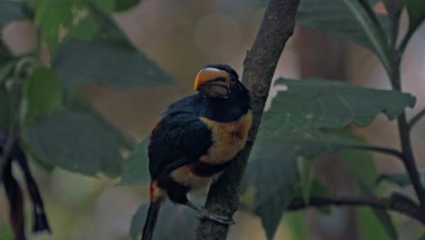 ecuador high mountain tuocan in mindo cloud forest