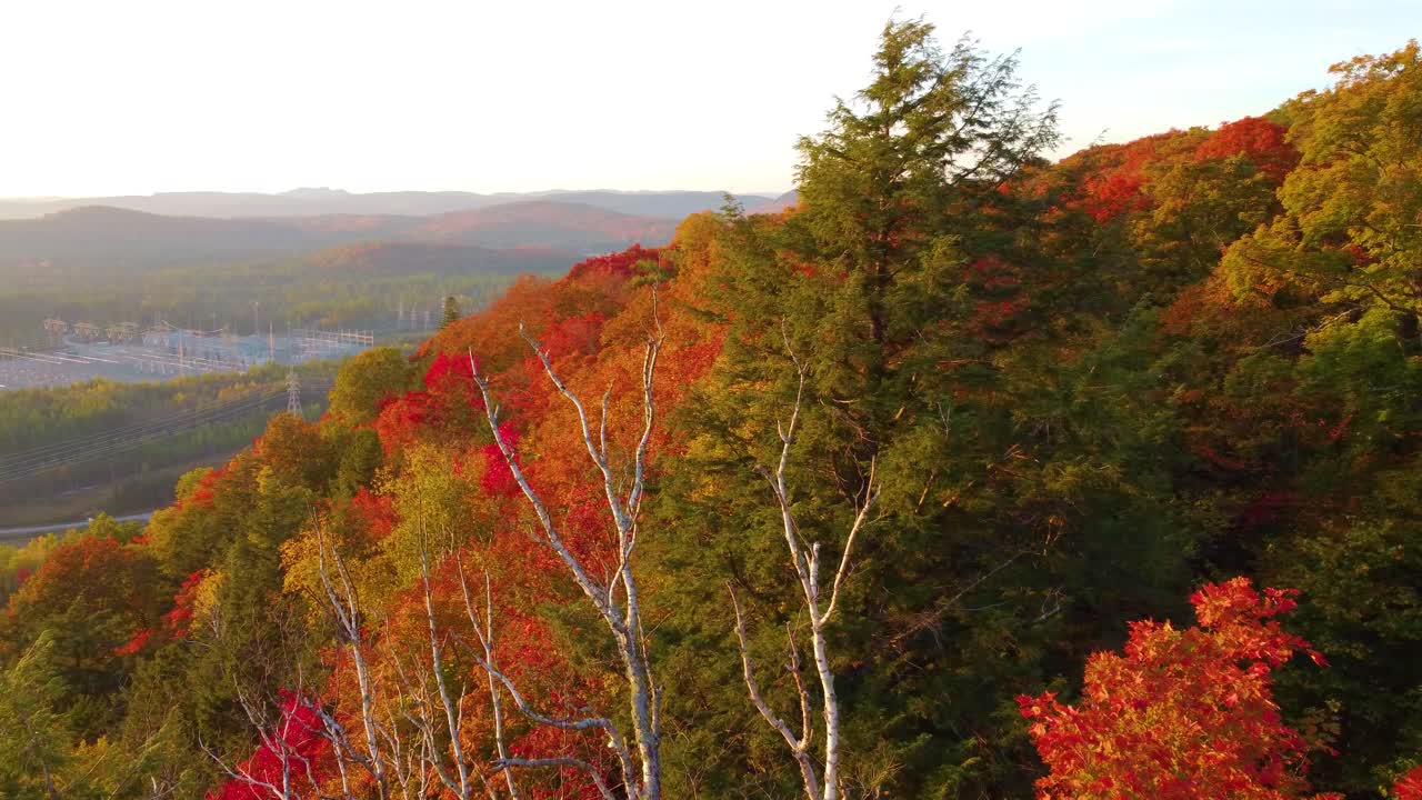 캐나다 몬트리올 근처의 활기찬 은 오렌지색 가을 잎자루