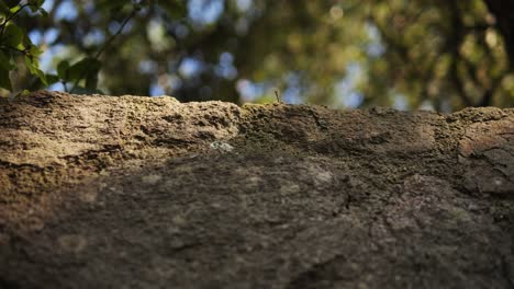 close-up of a rock face with trees and foliage in the background