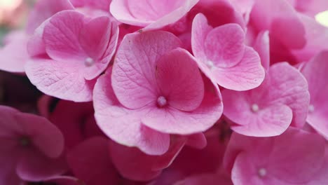 close up of small and pink flowers in soft light