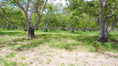 Aerial-Through-A-Walnut-Grove-Of-Trees-On-A-Ranch-Or-Farm-In-Lompoc-Central-California